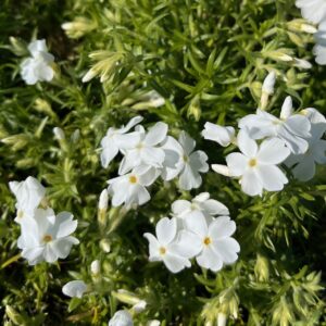 PHLOX SUBULATA 'MAISCHNEE'