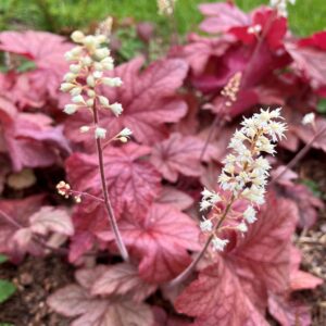 HEUCHERELLA 'SWEET TEA'