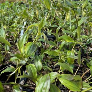 DISPORUM CANTONIENSE 'NIGHT HERON'