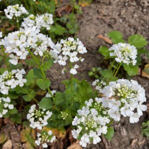 PACHYPHRAGMA MACROPHYLLUM