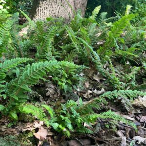 POLYSTICHUM SETIFERUM 'NANTES'