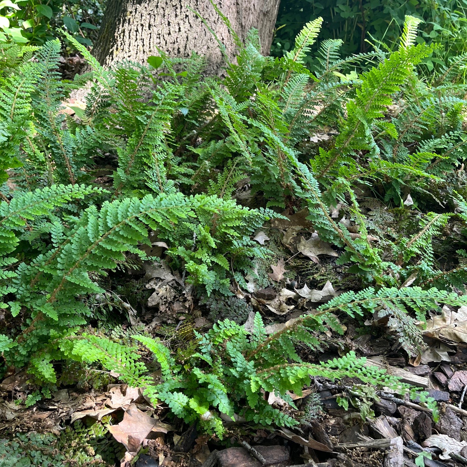 POLYSTICHUM SETIFERUM 'NANTES'