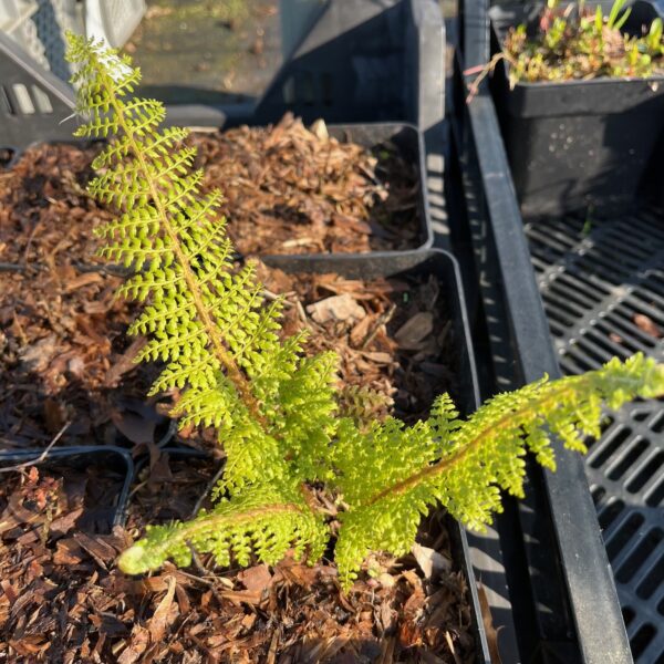 POLYSTICHUM SETIFERUM 'NANTES'