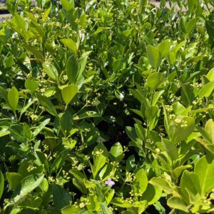 EUONYMUS JAPONICUS 'GREEN MILLENIUM'