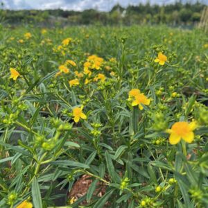 HYPERICUM KALMIANUM 'GEMO'