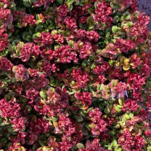 NANDINA DOMESTICA 'CURLY OBSESSED'