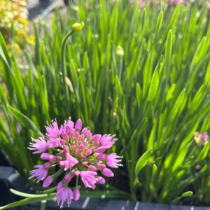 ALLIUM MILLENIUM