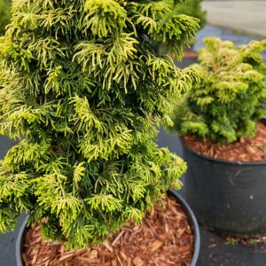 CHAMAECYPARIS OBTUSA 'FERNSPRAY GOLD'