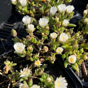 DELOSPERMA CONGESTUM 'ALBUM'