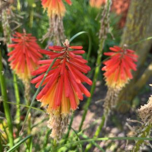 KNIPHOFIA 'PAPAYA POPSICLE'