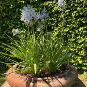 CAMASSIA 'BLUE CANDLE'