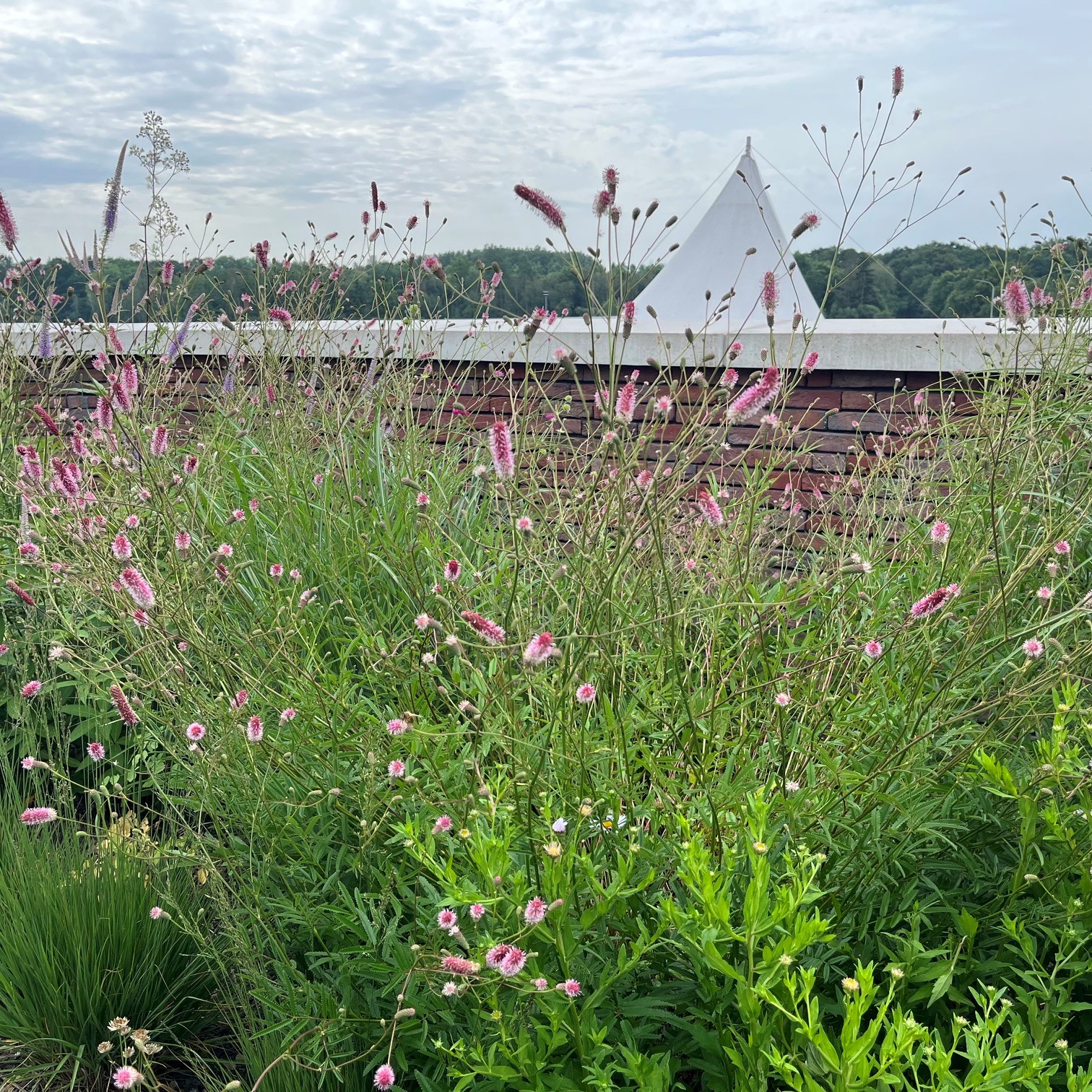 SANGUISORBA OFFICINALIS 'PINK TANNA' - Afbeelding 2