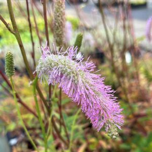 SANGUISORBA H. 'PINK BRUSHES'