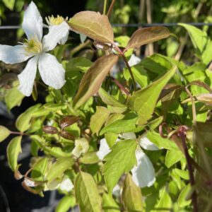 CLEMATIS MONTANA 'ALBA'
