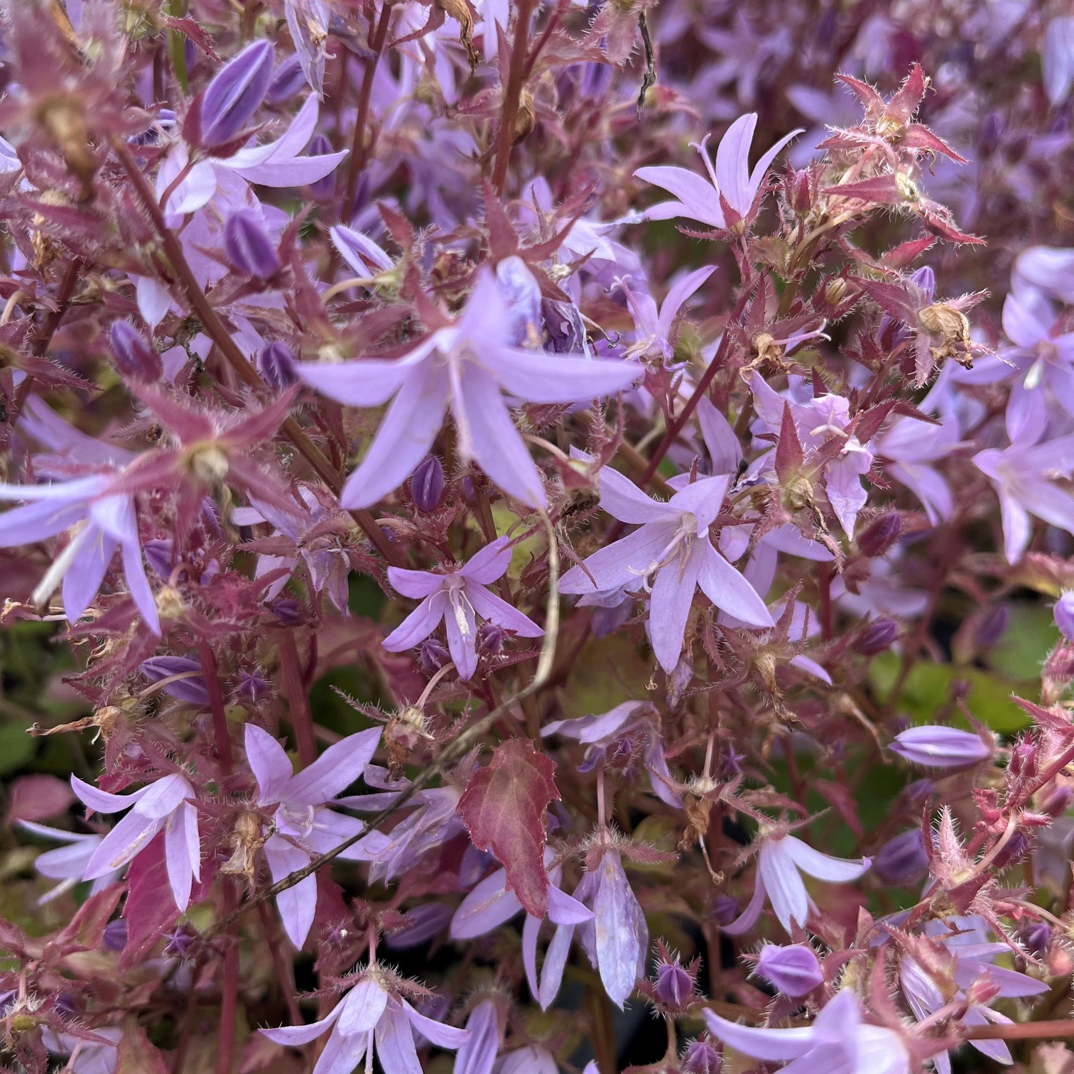 CAMPANULA POSCHARSKYANA 'LISDUGGAN VARIETY'