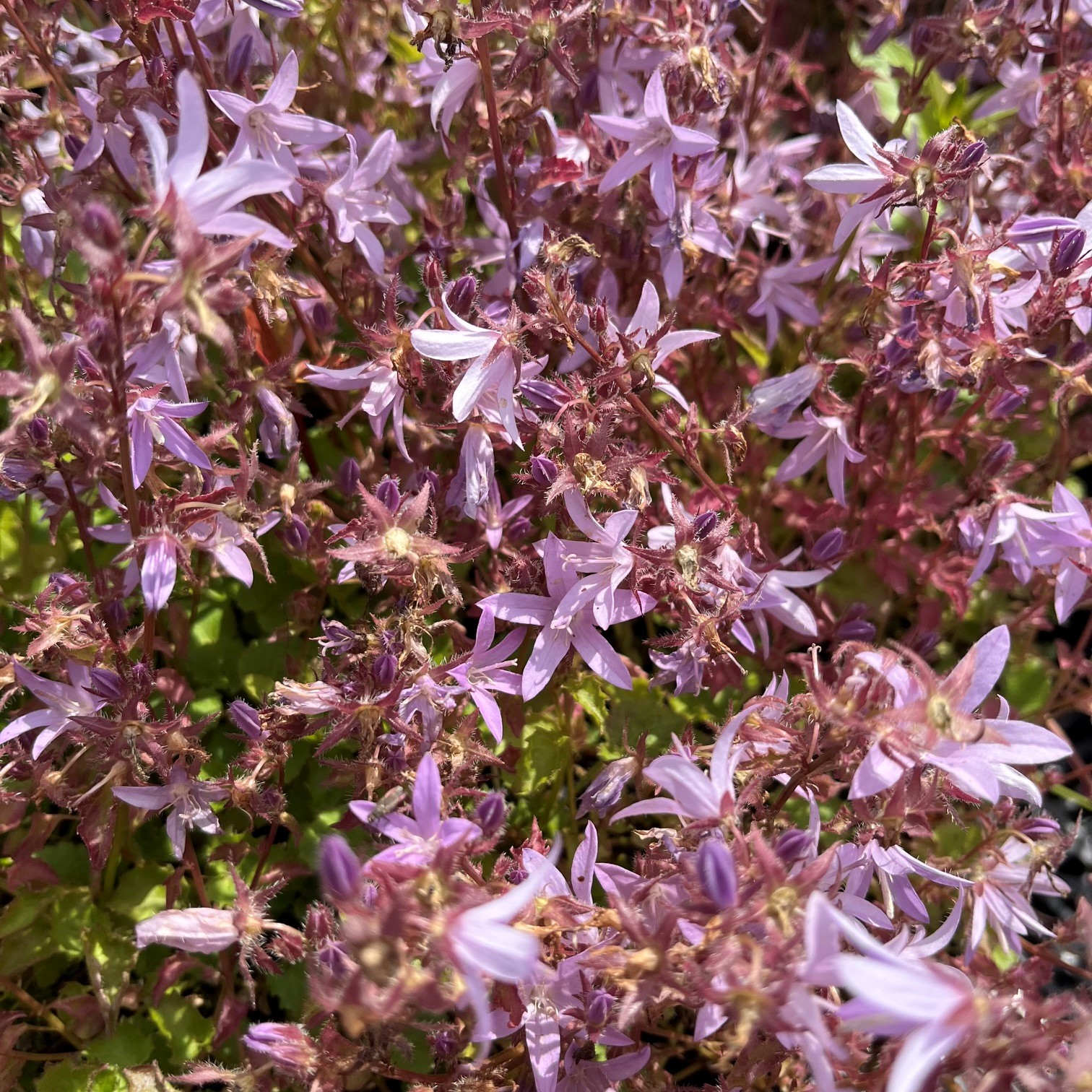 CAMPANULA POSCHARSKYANA 'LISDUGGAN VARIETY' - Afbeelding 2
