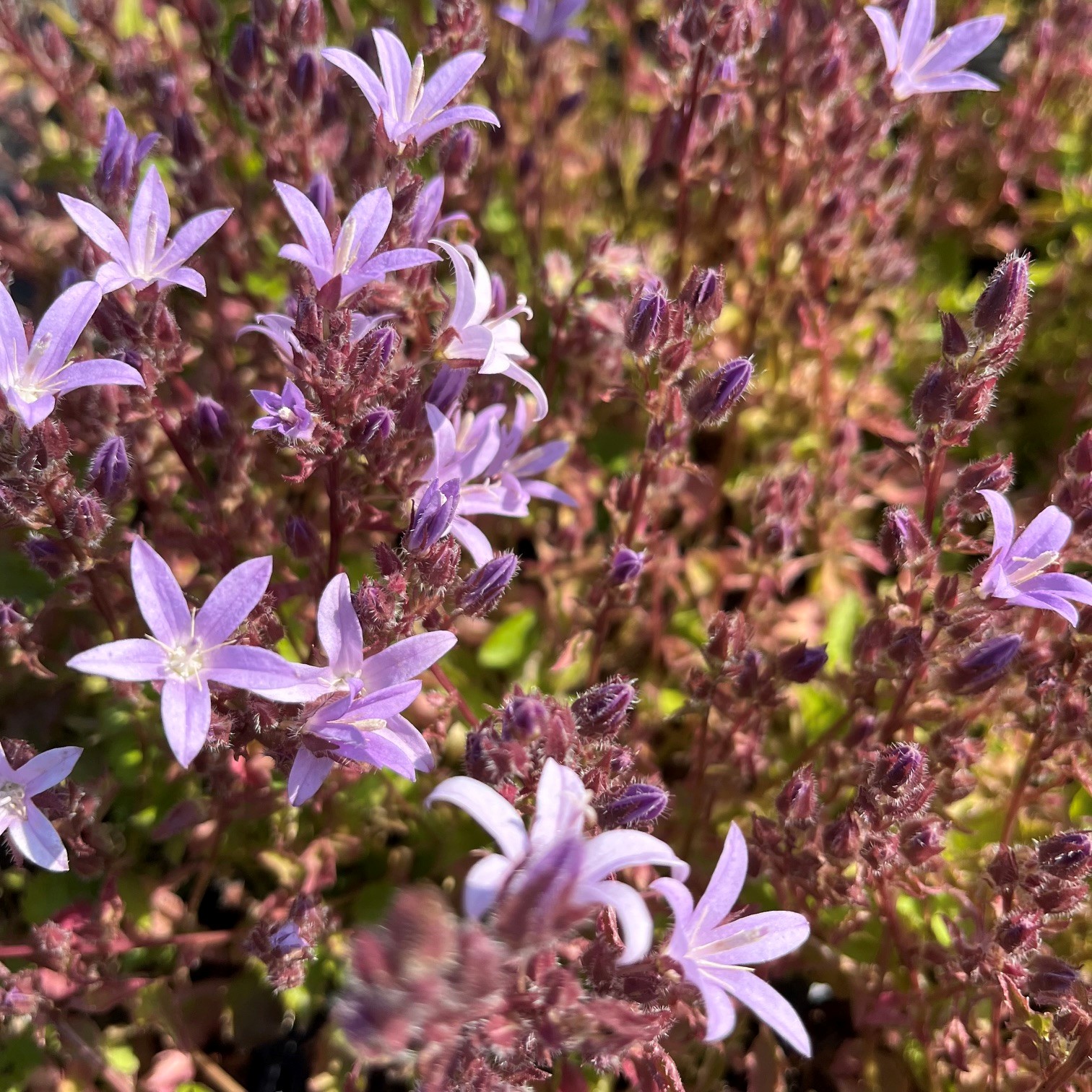 CAMPANULA POSCHARSKYANA 'LISDUGGAN VARIETY' - Afbeelding 3