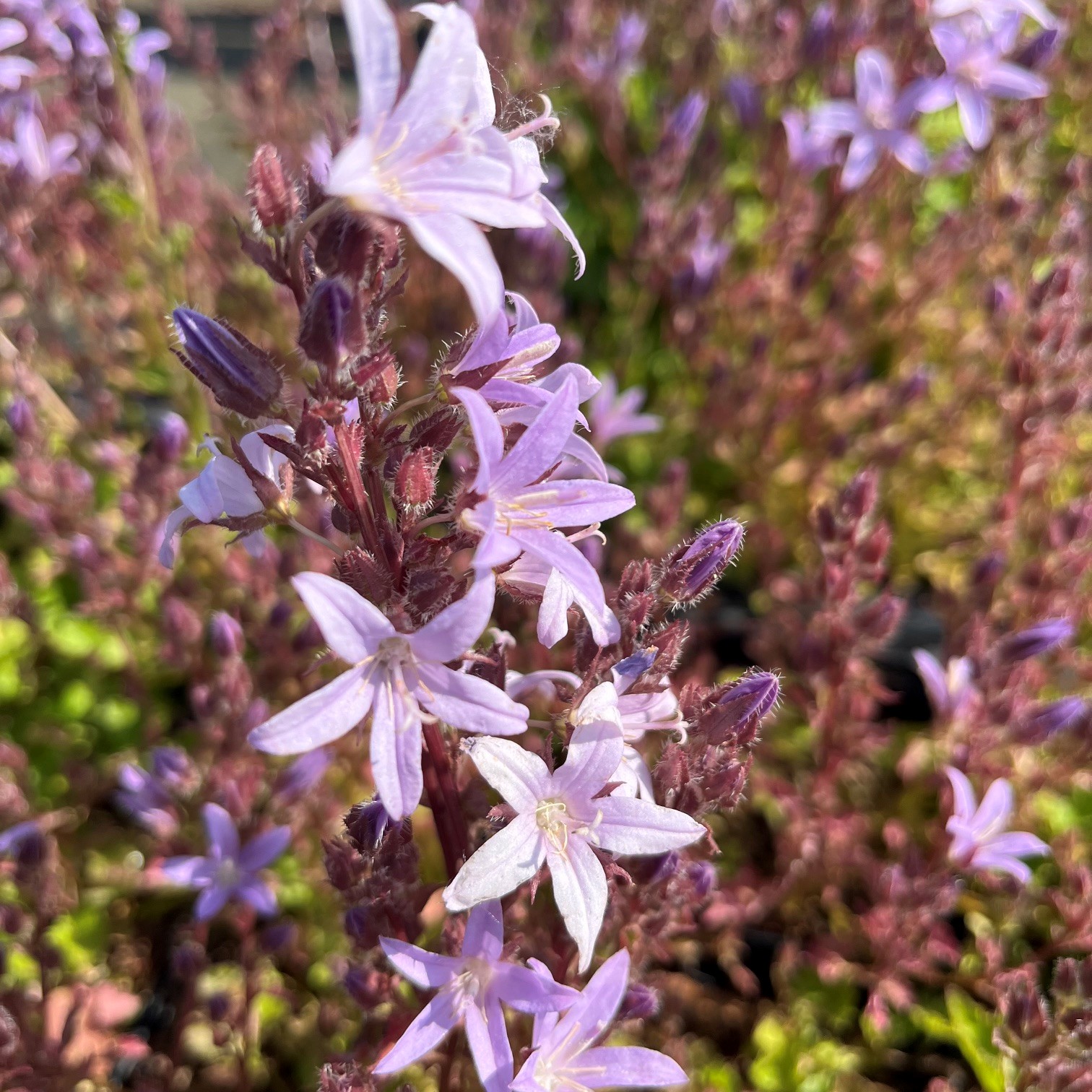 CAMPANULA POSCHARSKYANA 'LISDUGGAN VARIETY' - Afbeelding 4