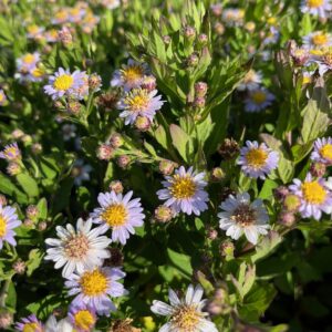 ASTER AGERATOIDES 'STARDUST'