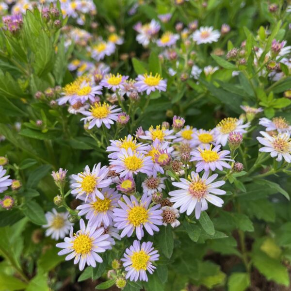 ASTER AGERATOIDES 'STARDUST' - Houtmeyers Plantencentrum en ...
