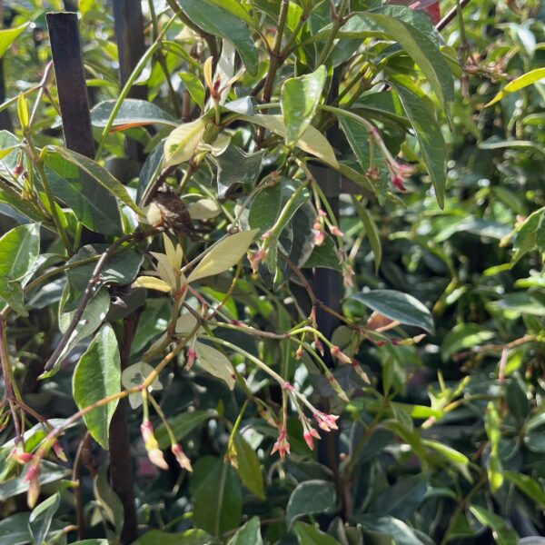 TRACHELOSPERMUM 'STAR OF MILANO'