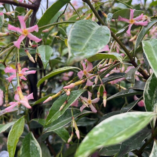 TRACHELOSPERMUM 'STAR OF MILANO'
