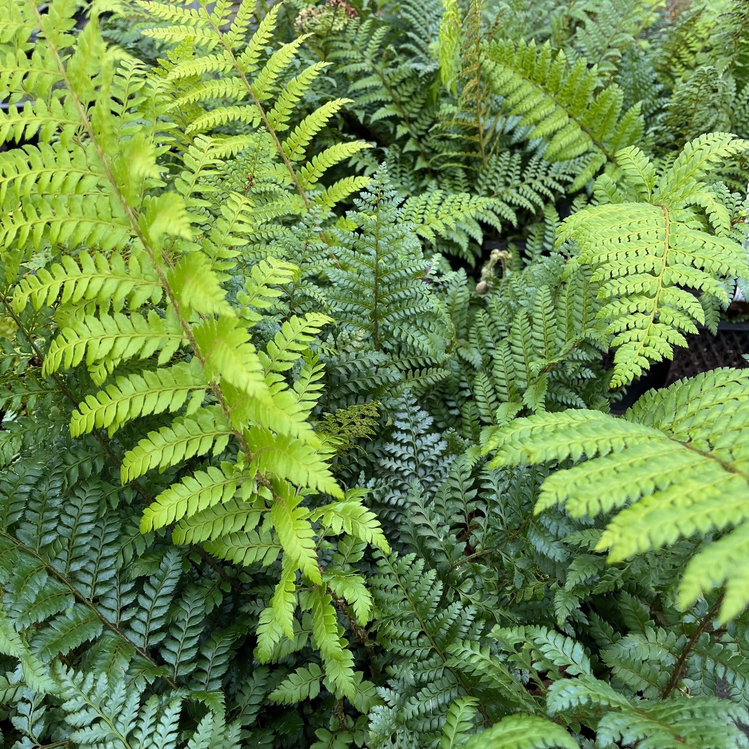 POLYSTICHUM 'DYCEI' - Afbeelding 3