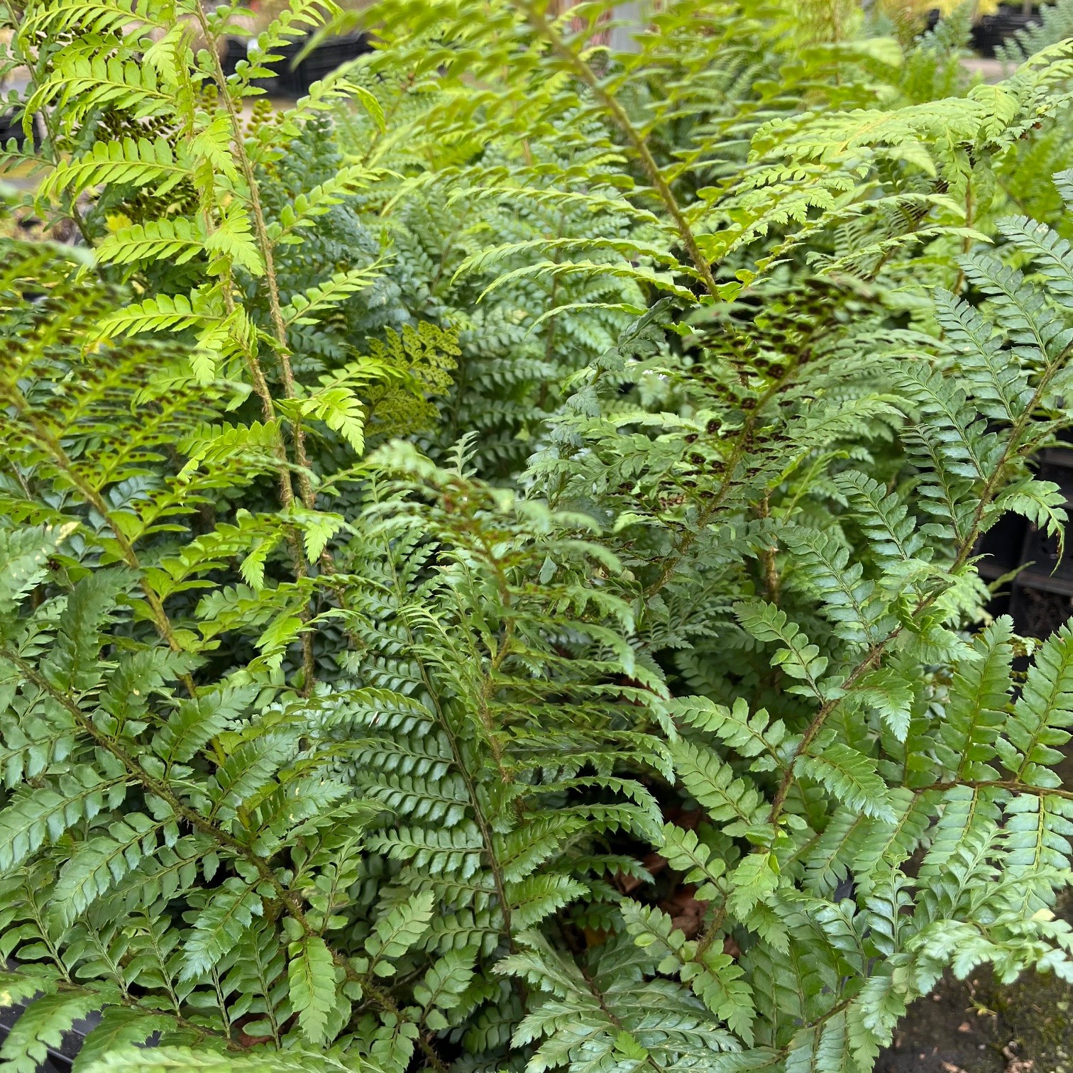 POLYSTICHUM 'DYCEI' - Afbeelding 4