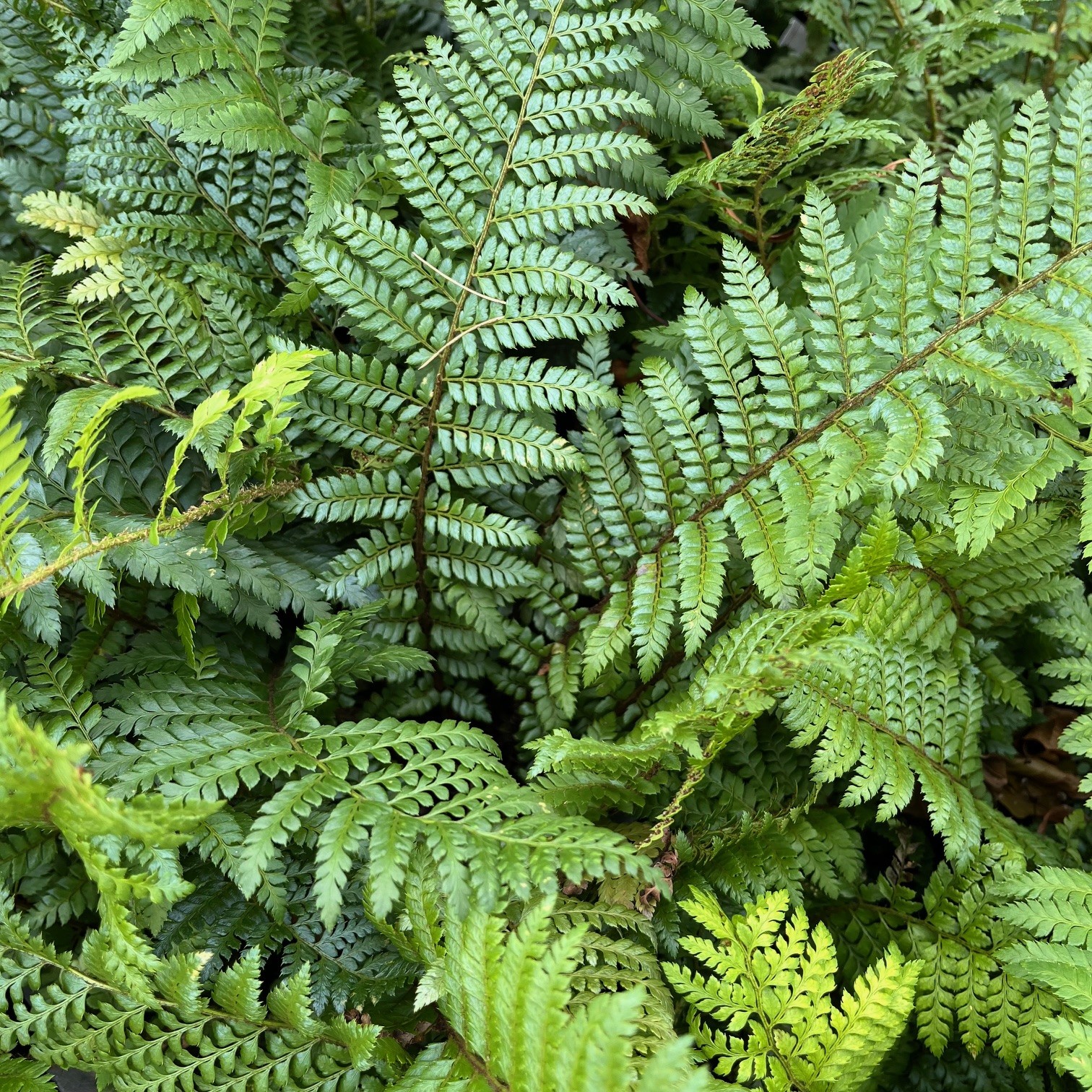 POLYSTICHUM 'DYCEI'