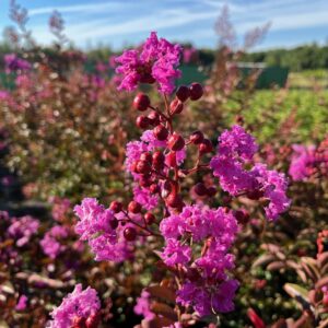 LAGERSTROEMIA INDICA 'BENOIT'