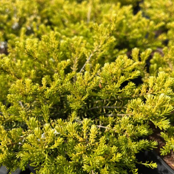ERICA DERLEYENSIS 'GOLDEN PERFECT'