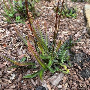 BLECHNUM PENNA-MARINA 'BRONZE GIANT'