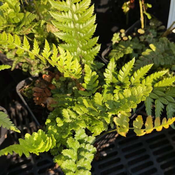 DRYOPTERIS AFFINIS 'PSEUDOJUNTATA' - Afbeelding 2
