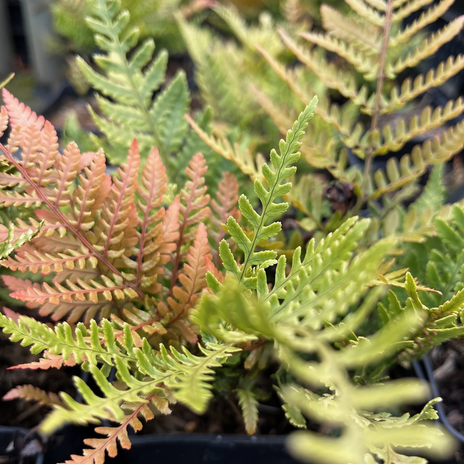 DRYOPTERIS ER. VAR. PROLIFICA