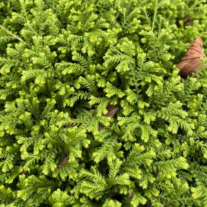 SELAGINELLA KRAUSSIANA