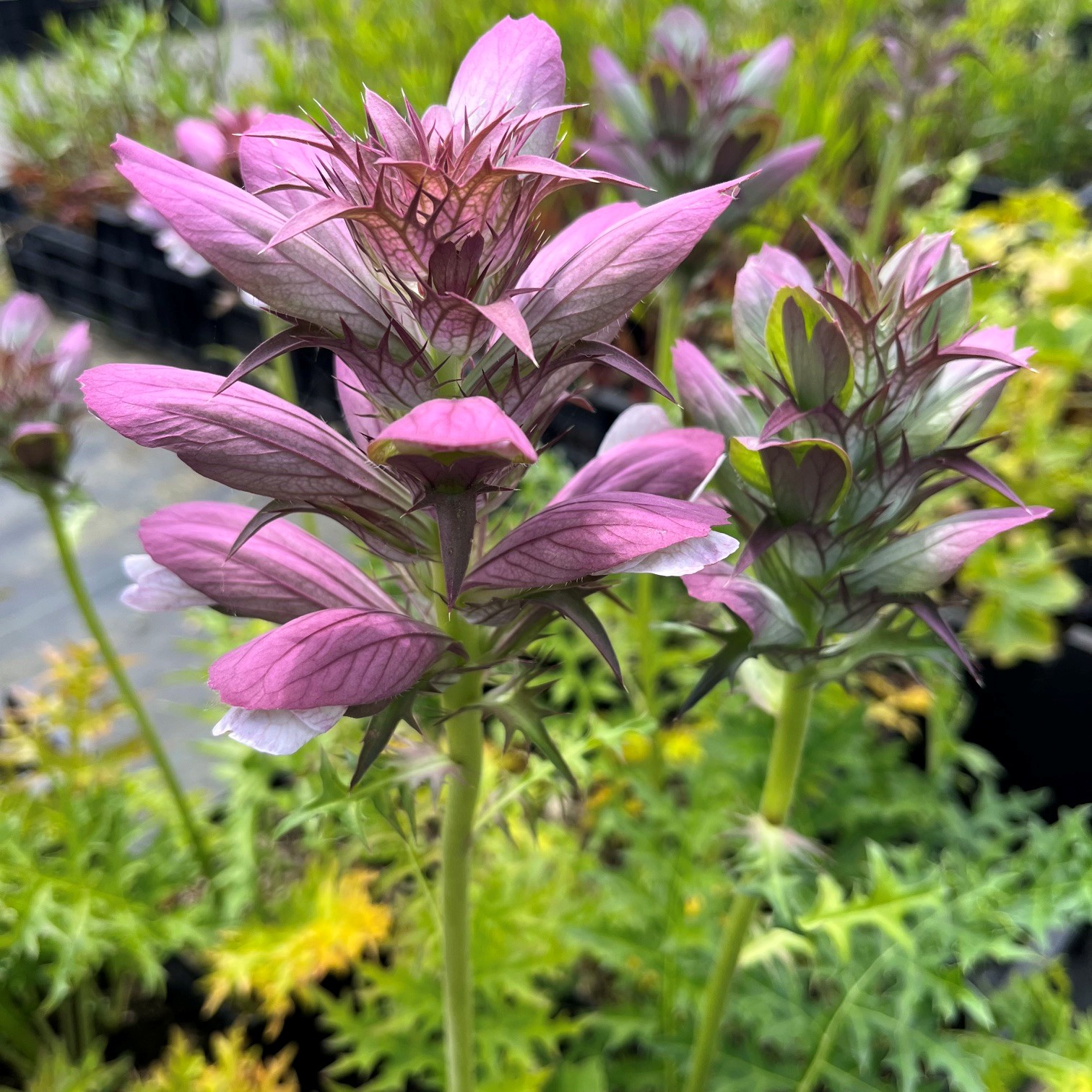 ACANTHUS HUNGARICUS