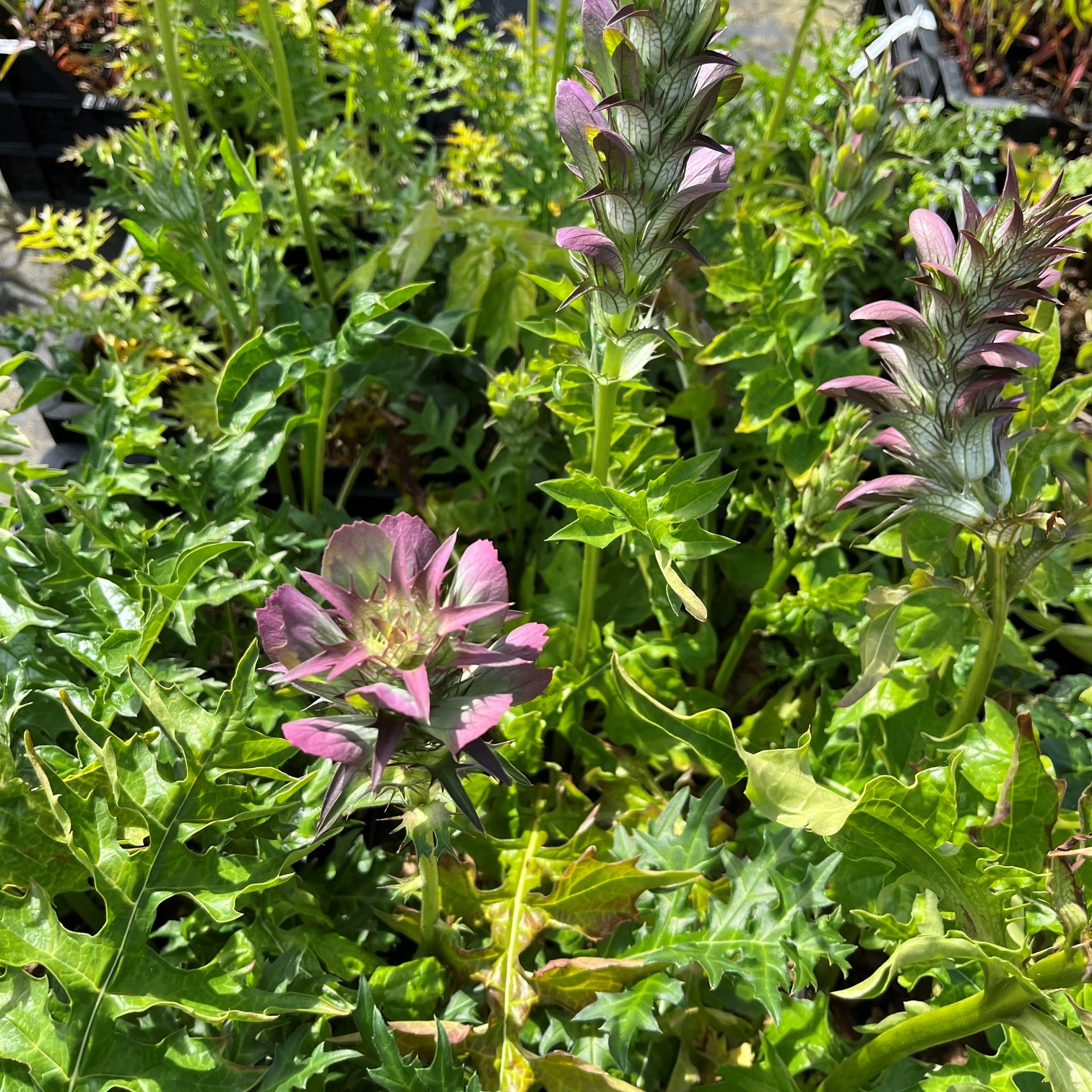 ACANTHUS HUNGARICUS - Afbeelding 2