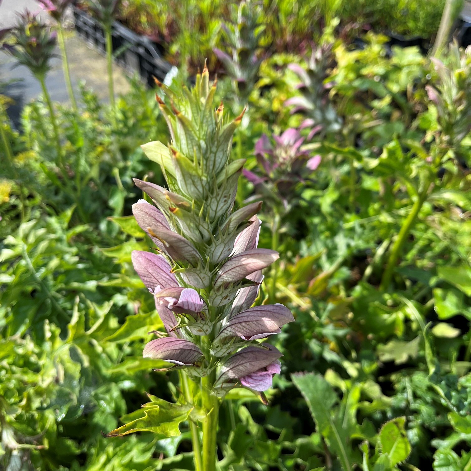 ACANTHUS HUNGARICUS - Afbeelding 4