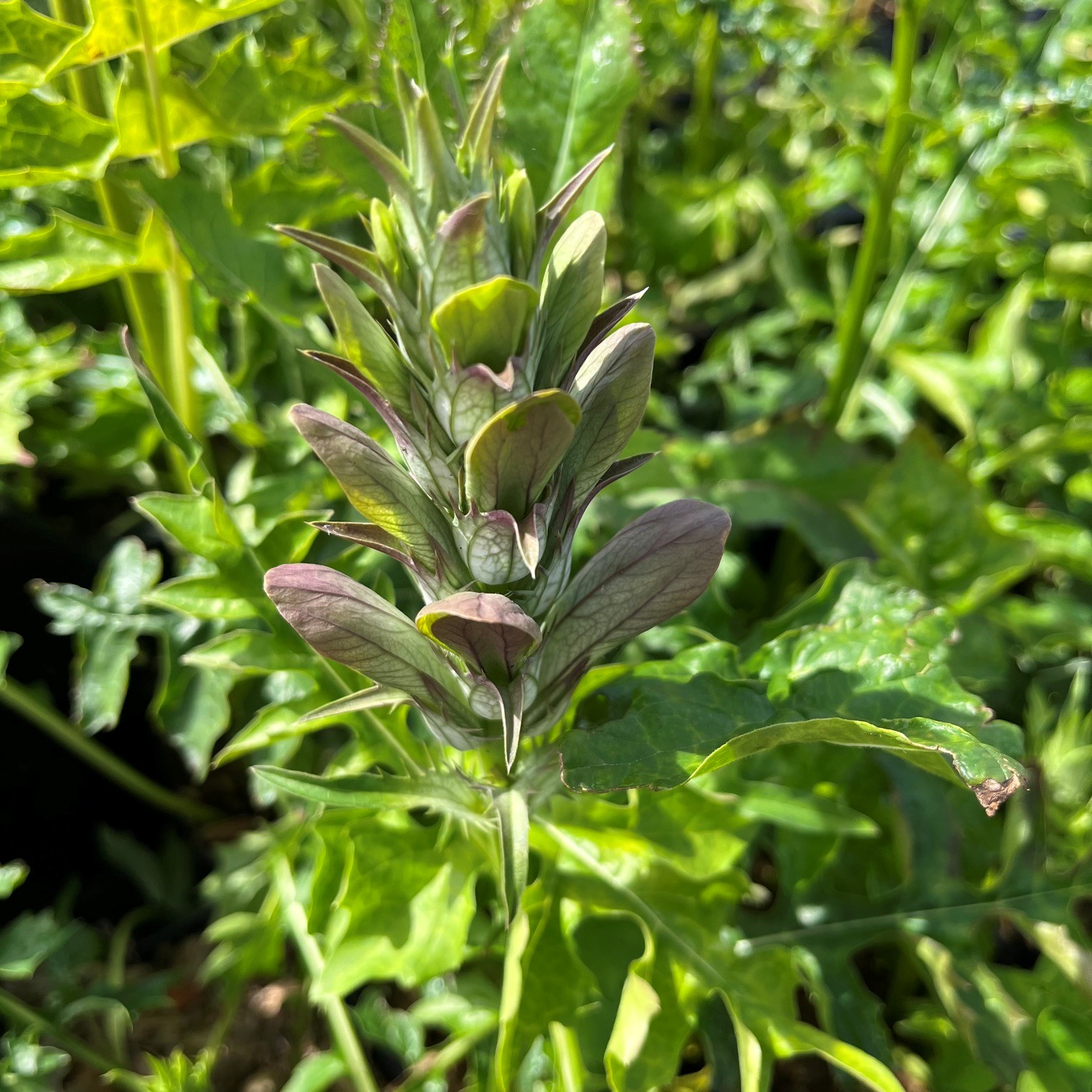 ACANTHUS HUNGARICUS - Afbeelding 3