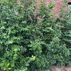 SYCOPARROTIA SEMIDECIDUA 'AUTUNNO ROSSO'