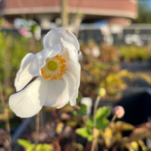 ANEMONE HYBRIDA 'ANDREA ATKINSON'
