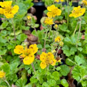 GEUM COCCINEUM 'TOSAI YELLOW'