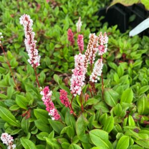 PERSICARIA AFFINIS 'KABOUTER'