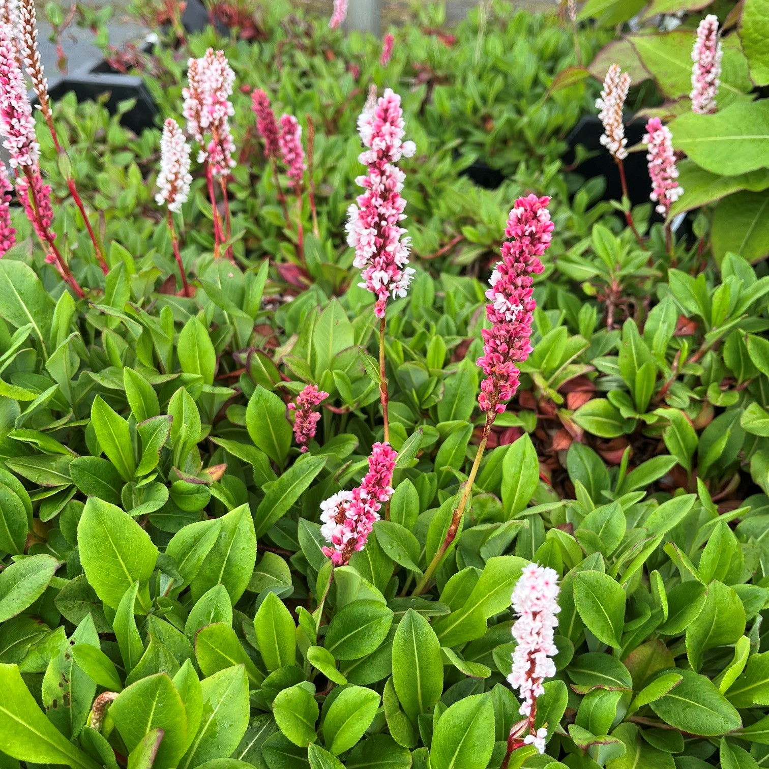 PERSICARIA AFFINIS 'KABOUTER' - Afbeelding 2