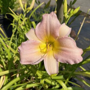 HEMEROCALLIS 'CATHERINE WOODBURY'
