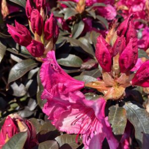 RHODODENDRON 'CHOCO PINK'
