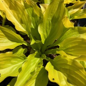 HOSTA 'KORNEEL'