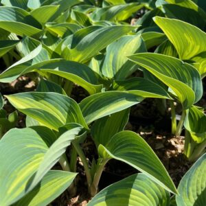 HOSTA TARDIANA 'FILIPPA'