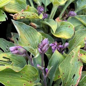 HOSTA TARDIANA 'PEPIJN'