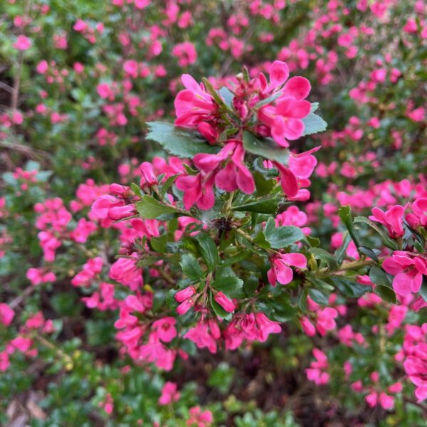 ESCALLONIA 'APPLE BLOSSOM'